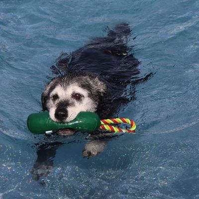 Hund beim Hundeschwimmen