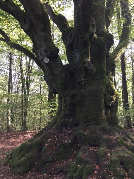 Alte Eiche