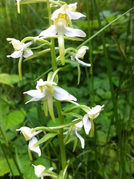 Gr�nliche Waldhyazinthe