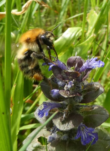 Ackerhummel an G�nsel (2)