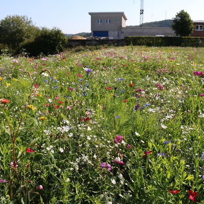 Blumenwiese im Gewerbegebiet Daadenbach